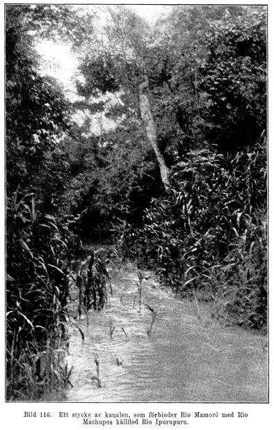 Bild 116. Ett stycke av kanalen, som förbinder Rio Mamoré med Rio<bMachupos källflod Rio Ipurupuru.
