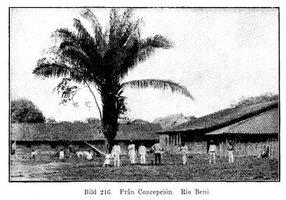 Bild 216. Från Concepcion. Rio Beni.