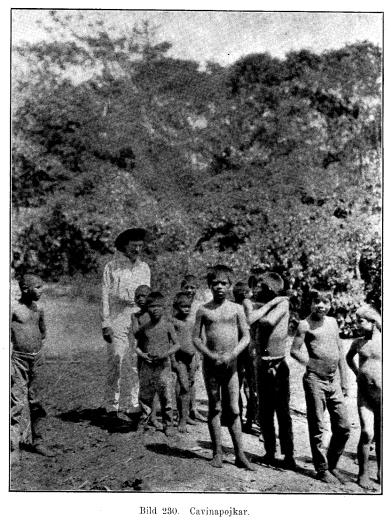 Bild 230. Cavinapojkar.