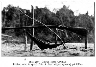 Bild 239. Gillrad bössa Cavinas.<bTråden, som är spänd från A. över stigen, synes ej på bilden.