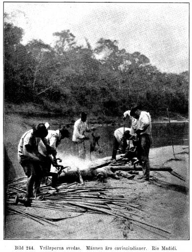 Bild 244. Vrålaporna svedas. Männen äro cavinaindianer. Rio Madidi.