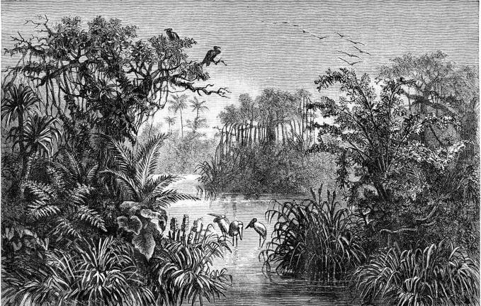 Pandanus.        Mangroveträd.                Marabustorkar.                                                        <b22. Dschungel i Indien.