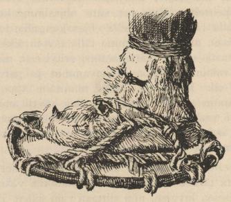 Norjalainen lumikenkä.