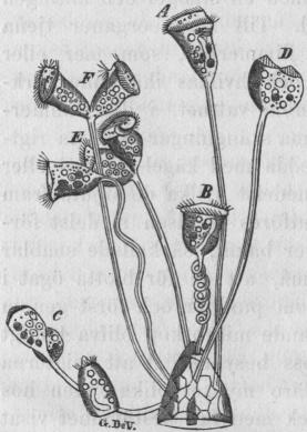eller klockdjuren, hvilka för<bFig. 10. blotta ögat se ut som mögel, fritt<b eller klockdjuren, hvilka för<bFig. 10. blotta ögat se ut som mögel, fritt<b