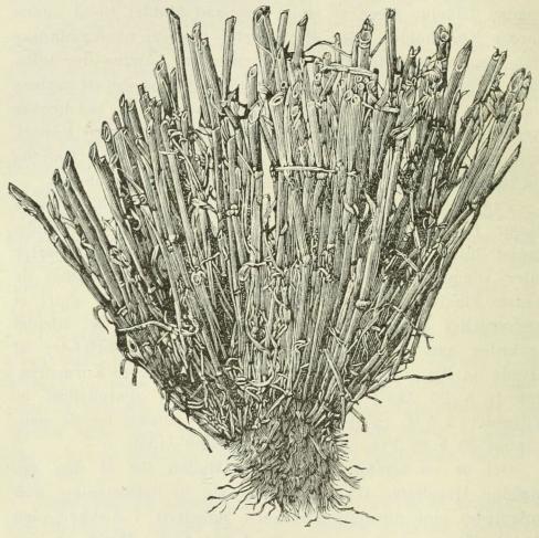 Fig. 4. Bygplante med 110 Aks avlet af et eneste Sædekorn paa Major Hallett’s Forsøgsmark.