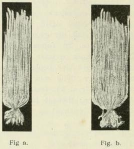 Fig. 5. Hvedeplanter. a gav 17 Aks af ét plantet Frøkorn. Jorden<bvar gødet med Handelsgødning. b gav 25 Aks af hvert plantet Frøkorn.<bJorden var gødet med Staldgødning og Handelsgødning.