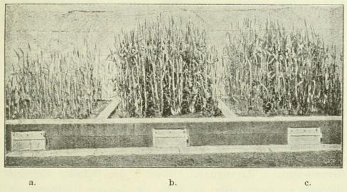 Fig. 6. Forsøgskvadrater fra Professor Grandeaus Station, beplantet<bmed Hvedekorn i tre forskellige Slags Jord. a ren Sand; b og c gødet<bJord. Hvert Frøkorn er lagt med 12 Tommers Mellemrum.
