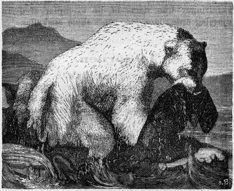 <smalIll. O. B.[=O. Behrens]</smal<bIsbjörn, som fångat en skäl.