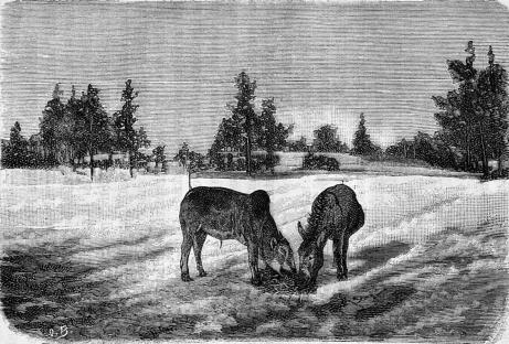 <smalIll. O. B.[=O. Behrens]</smal<bZebun och åsnan.