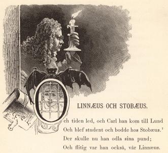 <smalIll. C. L.[=Carl Larsson]</smal<b<biLINNÆUS OCH STOBÆUS.</bi