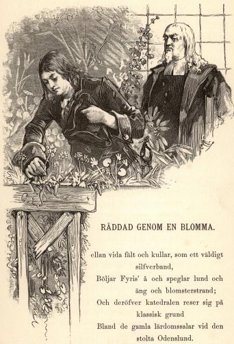 <smalIll. C. L.[=Carl Larsson]</smal<b<biRÄDDAD GENOM EN BLOMMA.</bi