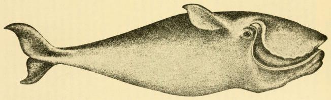 Nordkaperen. — Balaena biscayensis.
