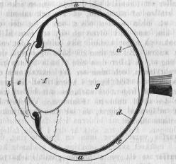 Fig. 69.<ba)hårda hornhinnan; b) genomskinliga hornhinnan;<bc) åderhinnan; d) näthinnan; e) vattenvätska;<bf) kristall-linsen; g) glasvätskan.