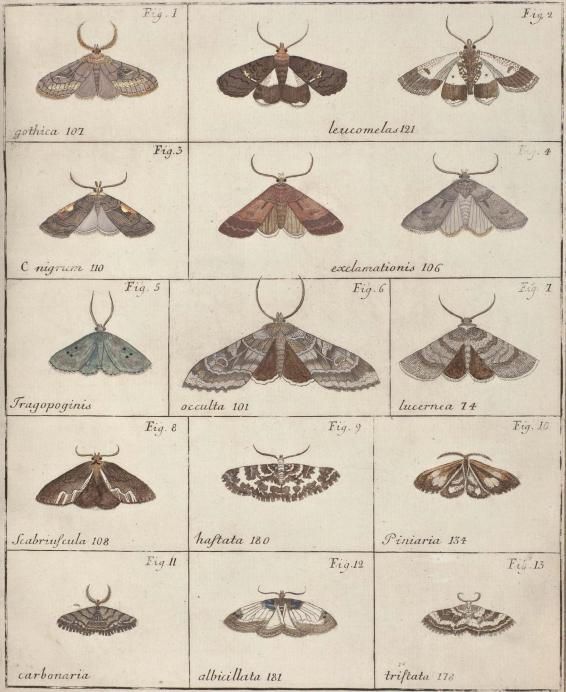 Fig. 1. gothica 107        Fig. 2. leucomelas 121<bFig. 3. C nigrum 110        Fig. 4. exclamationis 106<bFig. 5. Tragopoginis        Fig. 6. occulta 101        Fig. 7. lucernea 74<bFig. 8. Scabriuscula 108        Fig. 9. haftata 180        Fig. 10. Piniaria 134<bFig. 11. carbonaria        Fig. 12. albicillata 181        Fig. 13. tristata 178