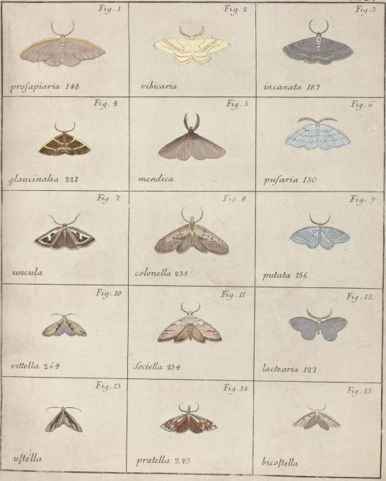 Fig. 1. prosapiaria 148         Fig. 2. vibicaria        Fig. 3. incanata 187<bFig. 4.  glaucinalis 227        Fig. 5. mendica        Fiq. 6. pusaria 150<bFig. 7.	uncula        Fig. 8. colonella 235        Fig. 9. putata 156<bFig. 10. vittella 264        Fig. 11. sociella 234        Fig. 12. lactearia 127<bFig. 13. ustella        Fig. 14. pratella 245        Fig. 15. bicostella