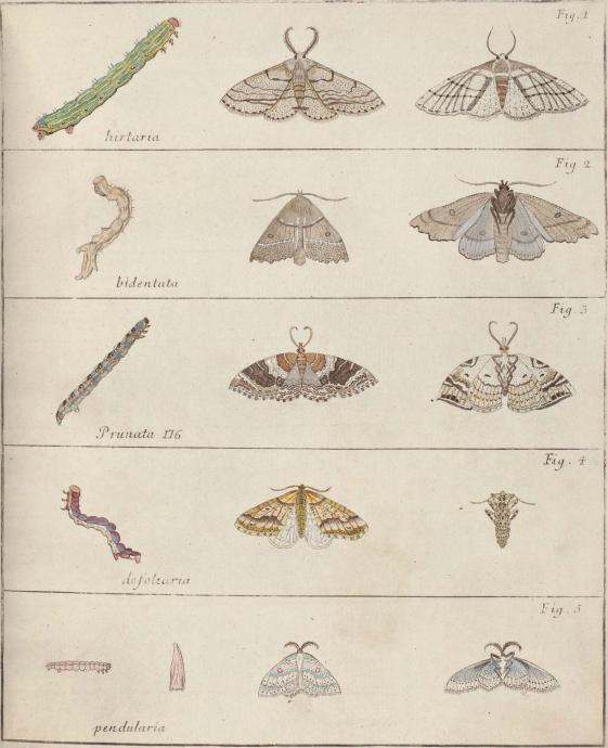Fig. 1. hirtaria<bFig. 2. bidentata<bFig. 3. Prunata 176<bFig. 4. defoliaria<bFig. 5. pendularia