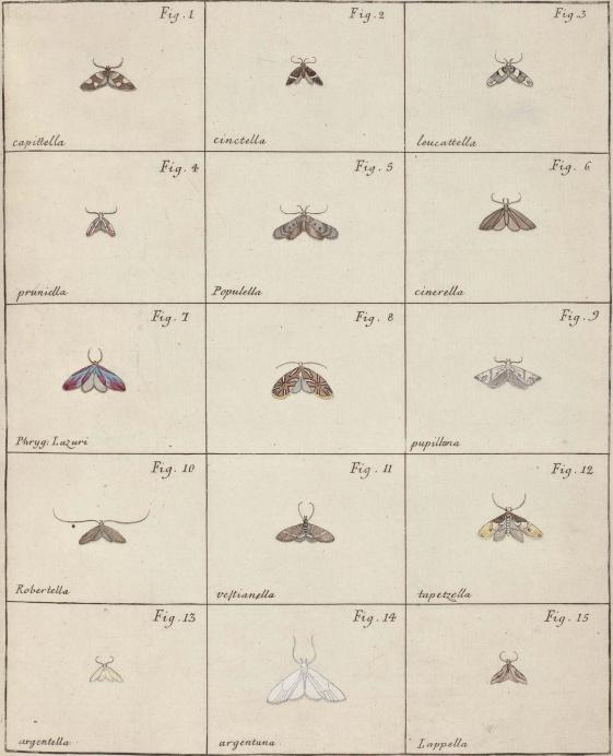 Fig. 1. capittella        Fig. 2. cinctella        Fig. 3. leucattella<bFig. 4. pruniella        Fig. 5. Populella        Fig. 6. cinerella	<bFig. 7. Phryg: Lazuri        Fig. 8.        Fig. 9. pupilluna<bFig. 10. Robertella        Fig. 11. veſtianella        Fig. 12. tapetzella<bFig. 13 argentella        Fig. 14. argentana        Fig. 15. Lappella