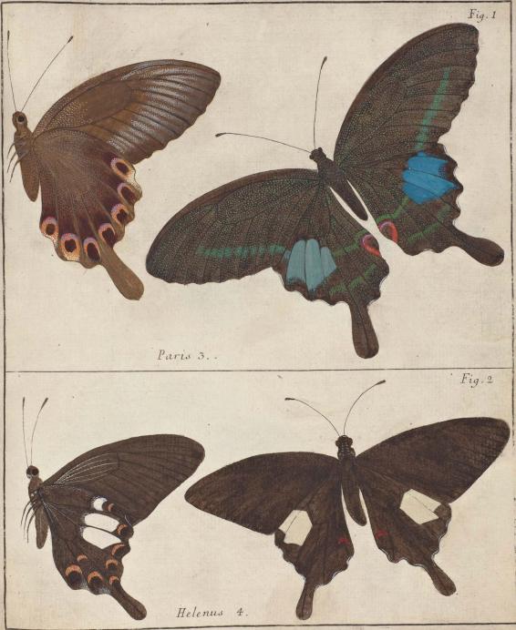 Fig. 1.                Paris 3.<bFig. 2.                Telemus 4.