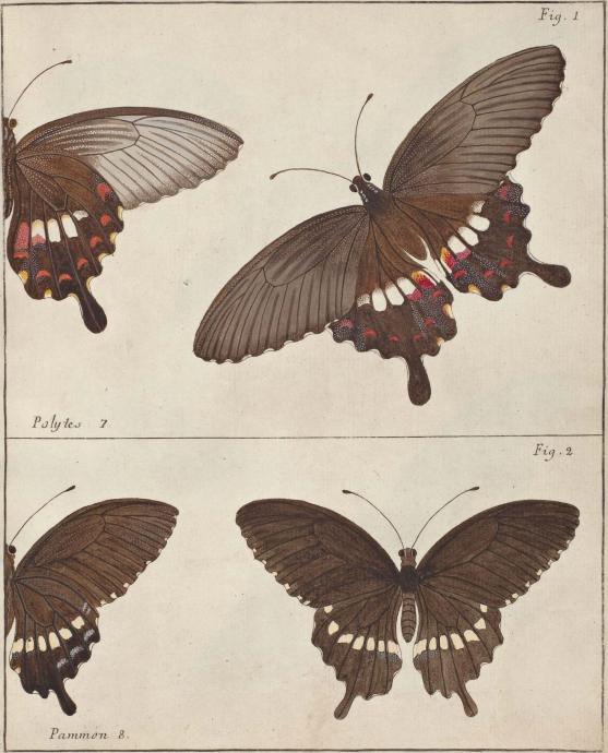 Fig. 1.                Polytes 7.<bFig. 2.                Pammon 8.