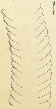 Fig. 3. Spår iakttaget på kusten <baf Öresund vid Alnarp (1873); <b(C:a <su2</su/<su3</su nat. st.).