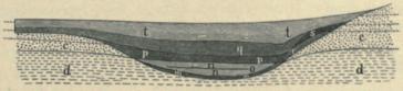 Fig. 2. Steenstrups tvärsektion af Vidnesdammossen. <bd „blaaligt Grusleer“, c „Rullesteensgrus“, m „blaalig leeragtig Maase“, <bn „Ferskvandskalk“, o „Indlag af en Mængde til een udstrakt Plade <bsammenpressede Plantestængler og Blade“, r Lager med kottar, <bbarr och smågrenar samt stora rötter af tall, p „Svamp“ eller <bhvitmosstorf med tallämningar, q Lager bildadt af Hypnum<bcordifolium, s „Lag, hvori Egelevninger spille en aldeles overveiende <bRolle“, t „Elletræernes Lag“. <b„t <span class=