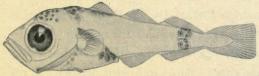 Fig. 1. Gadiculus Thori. Fig. 1. Gadiculus Thori.