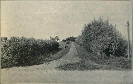 Fig. 2. Pilehegnet. Juni 1913. R. H. Stamm. phot. Fig. 2. Pilehegnet. Juni 1913. R. H. Stamm. phot.