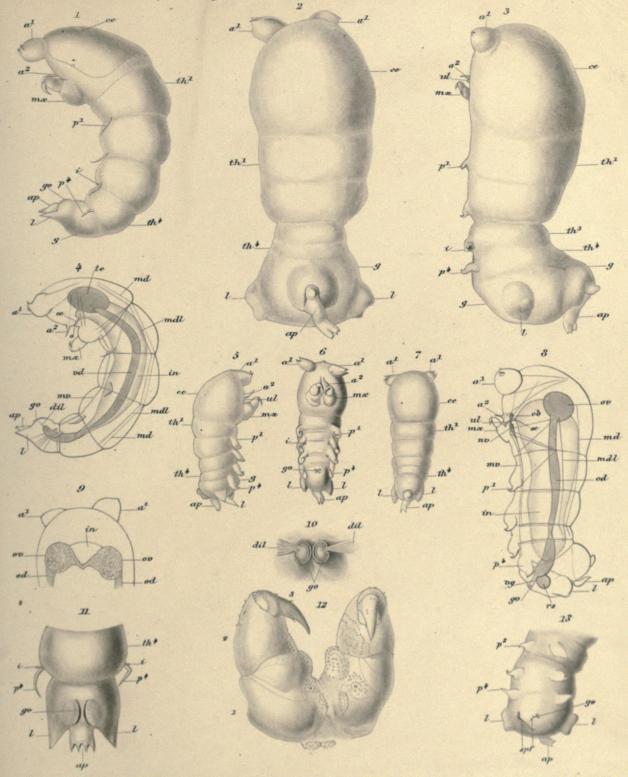 Pl. I.<bAutor del.                        Chordeuma abesum n. g. n. sp.                        T. N. Möller sc.
