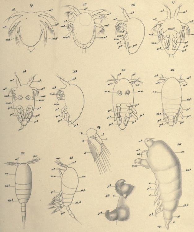 Pl. II<bAutor del.                        Chordema obesum n. g. n. sp.                        T. N. Möller sc.