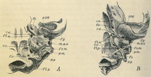 Fig. 1. Basis cranii of A. Procyon lotor, B. Ælurus fulgens. b = bulla, c. a. = alisphenoid canal, <bc. c. = carotid canal, c. e. = Eustachian canal, f. c. = condylar foramen, f. g. = glenoid foramen, <bf. l. a., f. l. p. = anterior and posterior foramen lacerum, f. o. = oval foramen, f. s. m. =<bstylomastoid foramen, m. a. e. = meatus acusticus externus, p. m. = mastoid process, p. p. =<bparoccipital process, p. pg = postglenoid process. <b(The specimens are from the Copenhagen museum. Natural size.)