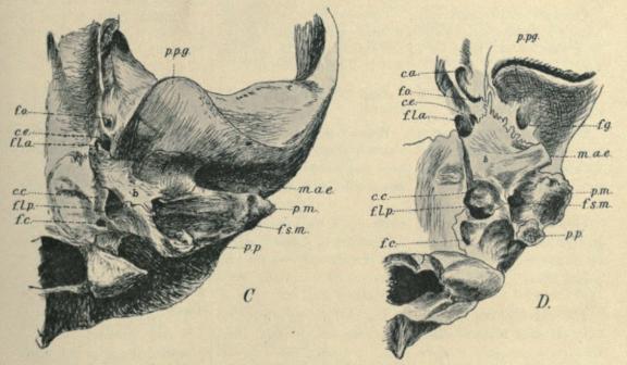Fig. 2. Basis cranii of C. Æluropus melanoleucus, D. Ursus arctos. (The lettrs as in fig. 1. — C <bis drawn from a photograph taken in the British museum; the skull is viewed somewhat from <bbehind to show the large postglenoid process. D is drawn from a specimen in the Copenhagen <bmuseum. About <su5</su/<su7</su.)