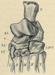 Fig. 3. Tarsus of Ursus arctos. (½). c = centrale, f = fibulare (calcaneus), t. i. = tibiale-intermedium<b(astragalus), t.s. = tibial sesamoid. t I—V = 1<sust</su to 5<suth</su tarsal, I—V = 1<sust</su to 5<suth</su metatarsal.