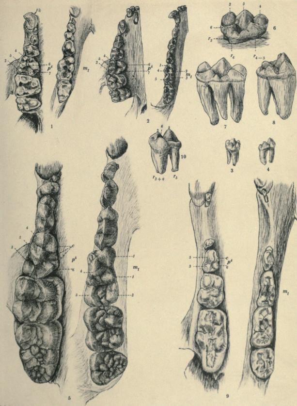 ﻿Pl. 1<bK. S. Bardenfleth del.                                                                Pacht & Crone phototyp.