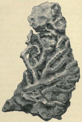 Fig. 1. Moltkia Isis <span class=