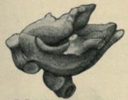 St. Hontes del.<bFig. 2. Moltkia Isis, <span class=