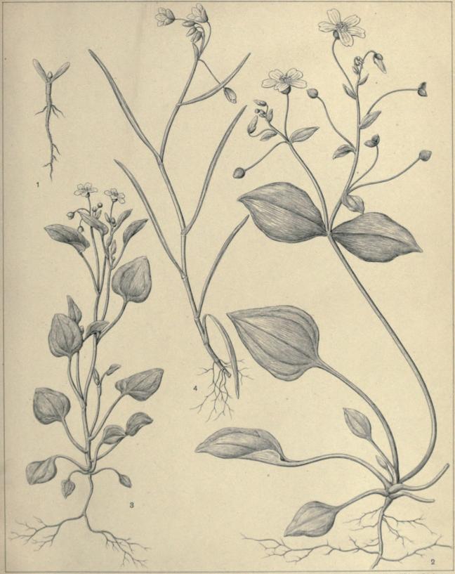 Pl. III.<b<bAutor ad nat. delin.                                                                                Axel E. Aamedt Kjøbenhavn