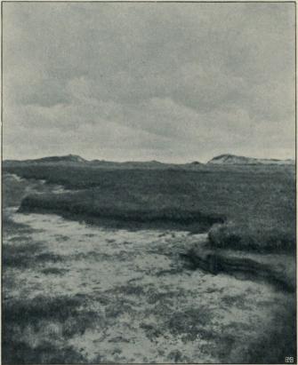 <smalFot. af A. C. Johansen.</smal<bFig. 3. Parti af Fjordbredden paa Vestsiden af Bjaalund. Maj 1913.