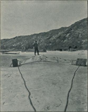                         <smalFot. af A C. Johansen.</smal<bFig. 5. Parti af Fjordbredden ved Nymindegab. En <span class=