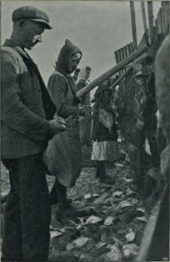 <smalFot. af A. C. Johansen.</smal<bFig. 23. Tangegarnene redes op. Nymindegab. Maj 1913.