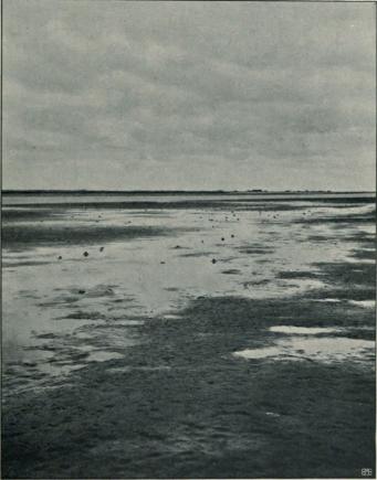 <smalFot. af A. C. Johansen.</smal<bFig. 27. Udsigt over Vaderne paa Vestsiden af Tipperhalvøen.<bDe smaa Forhøjninger er Skud af Sandormen (Arenkola marina L.) Maj 1913.