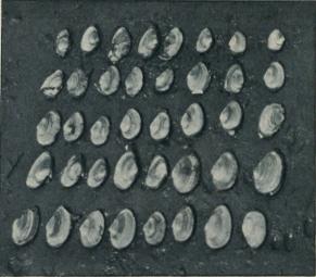 Fig. 28. Individer af den almindelige Sandmusling (Mya arenaria L.) optagne paa 0.25 m<su<smal2</smal</su paa Vaderne Vest for Tipperhalvøen d. 7. Maj 1913. (Se Side 112).