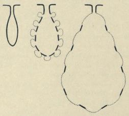 Textfig. 11. Schematische Figuren der Umbildung der Haarwurzelscheiden in Secretcisternen, <bdie die durch das Auswachsen der Talgdrüsen entstehende Vergrösserung veranschaulichen. <bIn den Figuren ist nur auf eine Vergröszerung in dieser Weise Rücksicht genommen, <bindem die Haarwurzelscheide selbst als unverändert in Grösse angenommen wurde; durch ein sicher <bauch stattfindendes Wachstum und Ausweitung der Wand der Haarwurzelscheide werden die <bCisternen entsprechend weiter vergrössert. (Haarwurzelscheide ungebrochene schwarze Linien, <bTalgdrüsen punktiert). Textfig. 11. Schematische Figuren der Umbildung der Haarwurzelscheiden in Secretcisternen, <bdie die durch das Auswachsen der Talgdrüsen entstehende Vergrösserung veranschaulichen. <bIn den Figuren ist nur auf eine Vergröszerung in dieser Weise Rücksicht genommen, <bindem die Haarwurzelscheide selbst als unverändert in Grösse angenommen wurde; durch ein sicher <bauch stattfindendes Wachstum und Ausweitung der Wand der Haarwurzelscheide werden die <bCisternen entsprechend weiter vergrössert. (Haarwurzelscheide ungebrochene schwarze Linien, <bTalgdrüsen punktiert).