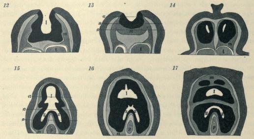 Textfig. 12—17. Genetta pardina; Perinealorgan. 12—14 Querschnitte. 15-17 Horizontalschnitte.<bDie ungefahre Lage der Schnitte ist auf den Figuren 13 u. 15 markiert.<bDrüsenfeld schwarz; die das Organ umgebende Haut dunkelgrau;<bMuskelmantel des Organs etwas heller grau; Subcutanes Bindegewebe hellgrau. <bI, centrale Hautcisterne; II, Seitendivertikel, M, Hautmuskelschlauch; p, Penis; t, Testis, x 2,<smal5</smal. Textfig. 12—17. Genetta pardina; Perinealorgan. 12—14 Querschnitte. 15-17 Horizontalschnitte.<bDie ungefahre Lage der Schnitte ist auf den Figuren 13 u. 15 markiert.<bDrüsenfeld schwarz; die das Organ umgebende Haut dunkelgrau;<bMuskelmantel des Organs etwas heller grau; Subcutanes Bindegewebe hellgrau. <bI, centrale Hautcisterne; II, Seitendivertikel, M, Hautmuskelschlauch; p, Penis; t, Testis, x 2,<smal5</smal.