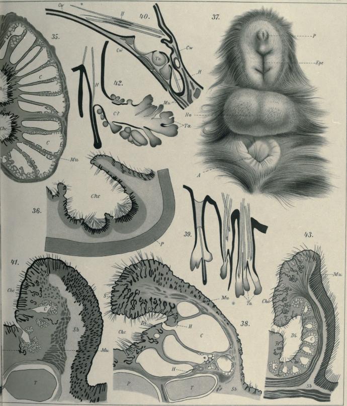 Lith. Anst. v E. a. Funke, Leipzig.