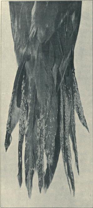                                         ﻿R. H. Stamm phot. <b<bFig. I. Tail of a Noddy (Anous stolidus) with a<bmultitude of Halobates-eggs on the feathers. <su1</su/<su1</su.
