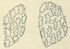 Fig. 2. Two pieces of the shell of the eggs <bfrom the Mozambique Channel (No. 11), <bshowing the sculpture. X 200. Fig. 2. Two pieces of the shell of the eggs <bfrom the Mozambique Channel (No. 11), <bshowing the sculpture. X 200.