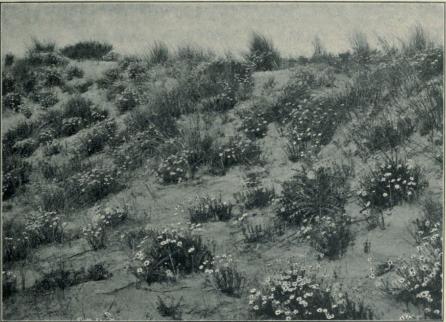 Cliché 1. Dunes à l’ouest de Palavas: Formation d’Anthemis maritima où de fortes <bproportions de Crucianella maritima et de Malcolmia littorea se trouvent associées aux Anthemis. <bVoir le tableau 7, n<suo</su 3.