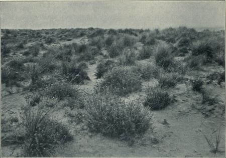Cliché 2. Dunes à l’est de Palavas: Formation de Helichrysum stoechas-Psamma arenaria. <bVoir le tableau 7, n<suo</su 4. Cliché 2. Dunes à l’est de Palavas: Formation de Helichrysum stoechas-Psamma arenaria. <bVoir le tableau 7, n<suo</su 4.