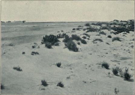 Cliché 4. Dunes basses le long de la rive gauche de reinbouchure du Petit-Rhone;<bla vegetation se compose essentiellement, dans les depressions, de Salicomia glauca,<bsur les elevations, de Psamma arenaria.
