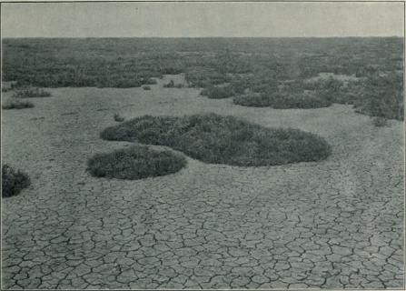 Cliché 7. Formation de Salicornia glauca sur un sol argileux mélé de sables,<bà l’ouest de Saintes-Maries; çà et là, des parties entiérement dépourvues de vegetation et <bcrevassées par la sécheresse.